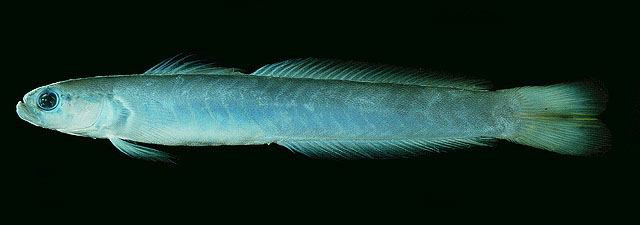 Ptereleotris heteroptera