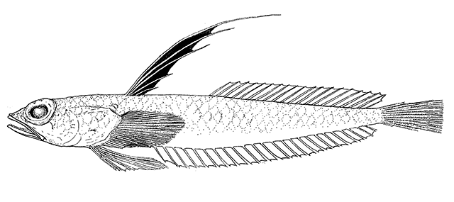 Pteropsaron levitoni