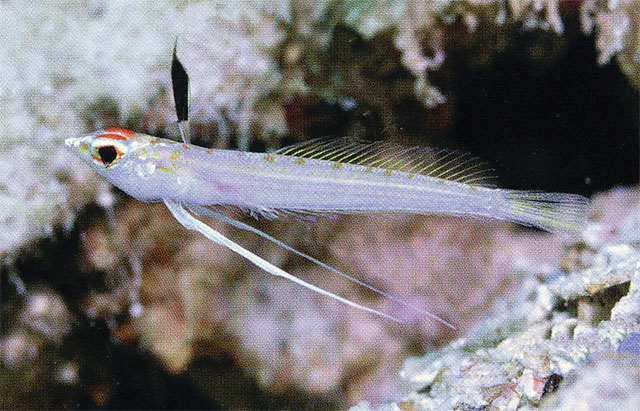 Pteropsaron longipinnis