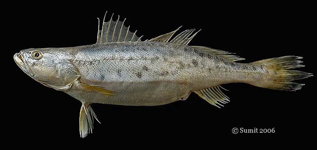 Blotched tiger-toothed croaker