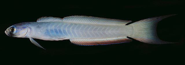 Ptereleotris monoptera