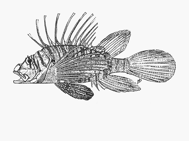 Pterois russelii
