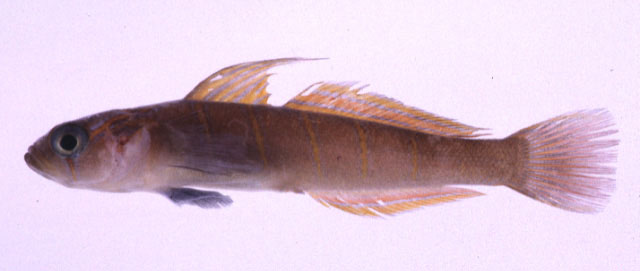 Pterogobius zonoleucus