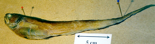 Pyramodon punctatus