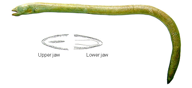 Pythonichthys sanguineus