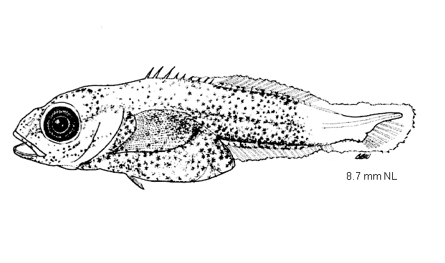 Radulinus boleoides