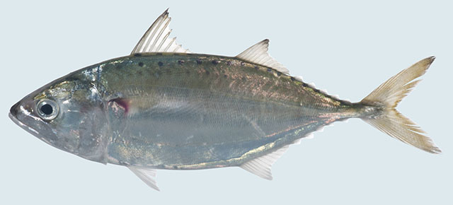 Short mackerel