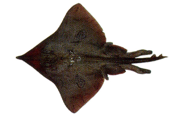 Dipturus flavirostris