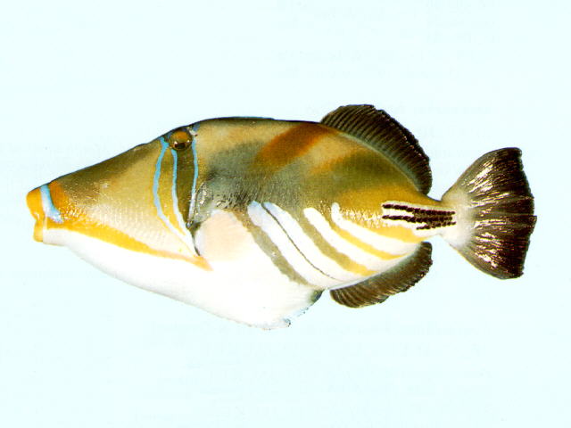 Rhinecanthus aculeatus