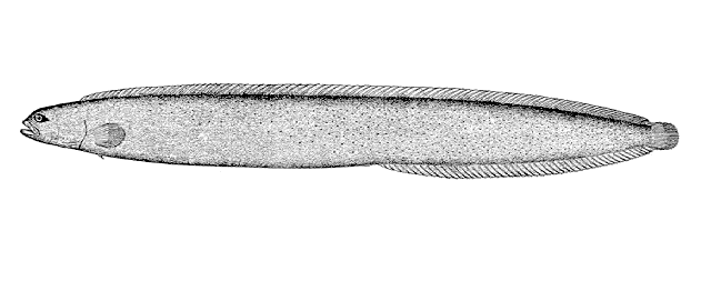 Rhodymenichthys dolichogaster