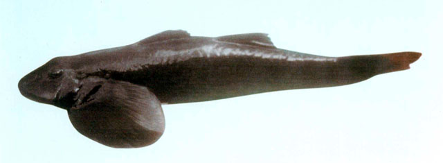 Rhyacichthys guilberti