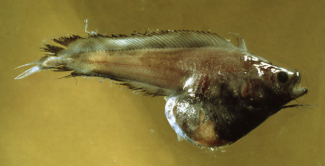 Rhynchogadus hepaticus