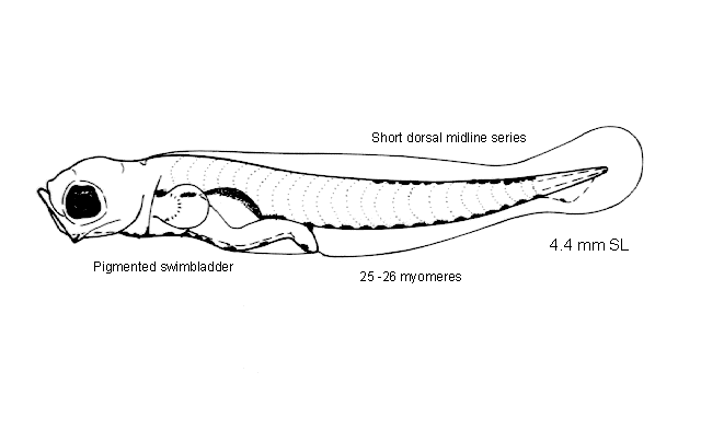 Rhinogobiops nicholsii
