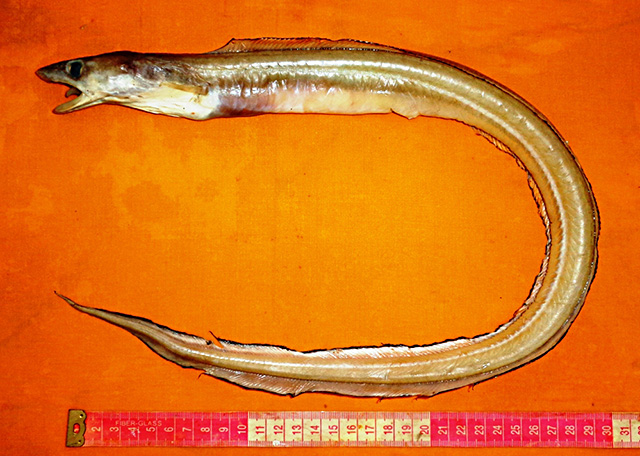 Rhynchoconger squaliceps