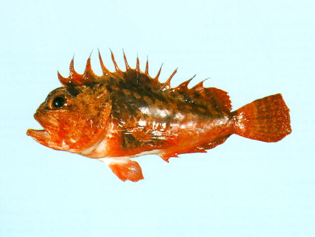 Richardsonichthys leucogaster