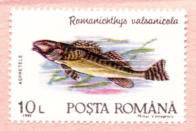 Romanichthys valsanicola