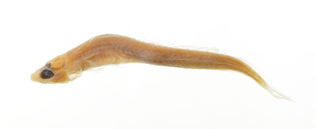 Rusichthys plesiomorphus