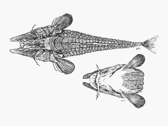 Satyrichthys laticeps