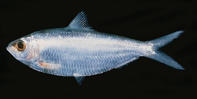 White sardinella