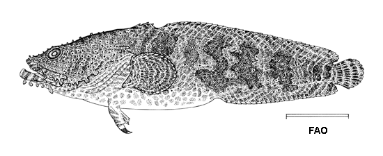 Sanopus barbatus
