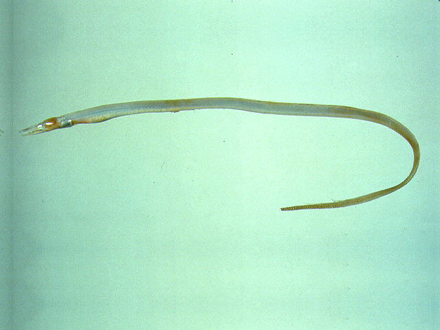 Saurenchelys fierasfer