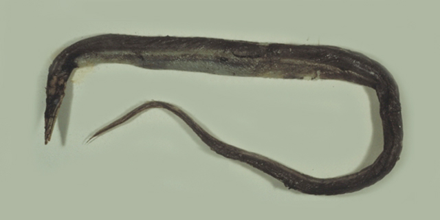 Saurenchelys taiwanensis