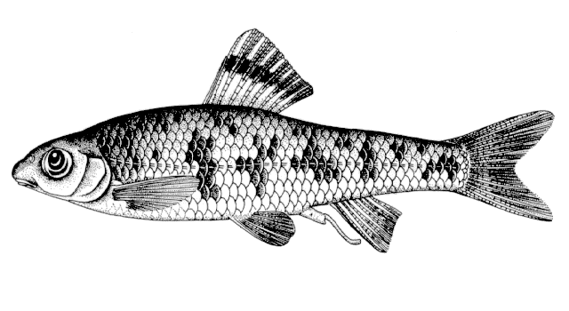 Sarcocheilichthys variegatus