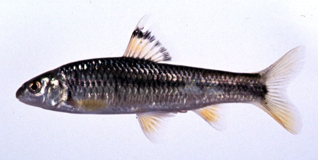 Sarcocheilichthys variegatus