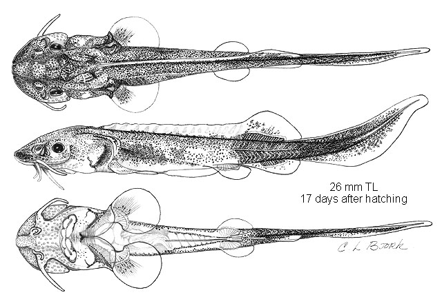 Scaphirhynchus albus