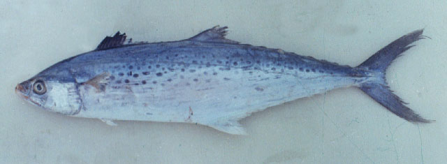 Indo-Pacific king mackerel