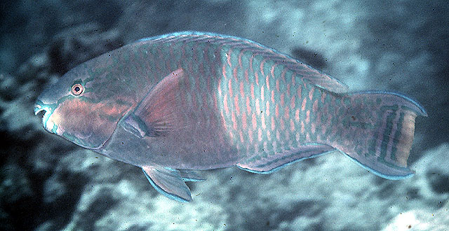 Eclipse parrotfish