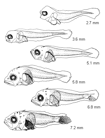 Sebastes capensis