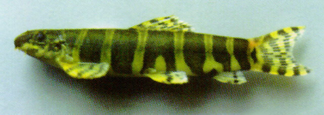 Serpenticobitis octozona