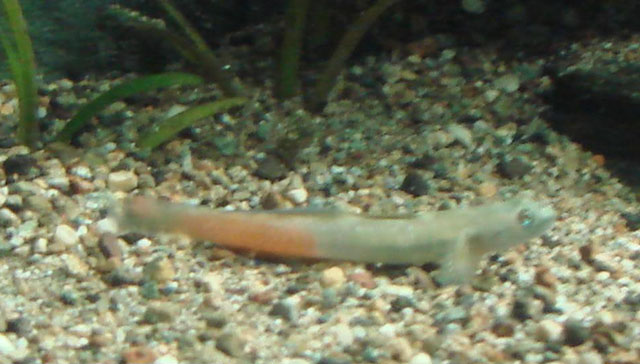 Sicyopus cebuensis