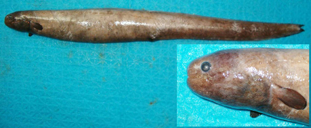 Simenchelys parasitica