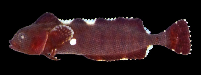 Smithichthys fucorum