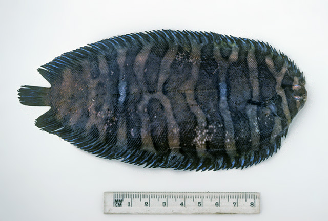 Soleichthys microcephalus