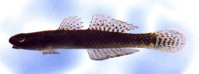 Stiphodon atropurpureus