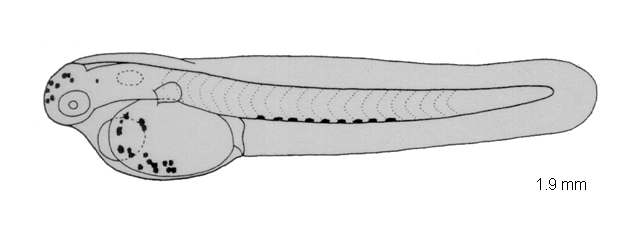 Stephanolepis cirrhifer