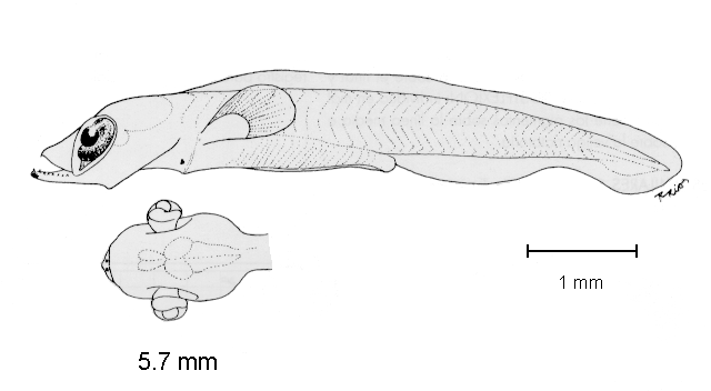 Symbolophorus evermanni