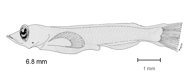 Symbolophorus evermanni
