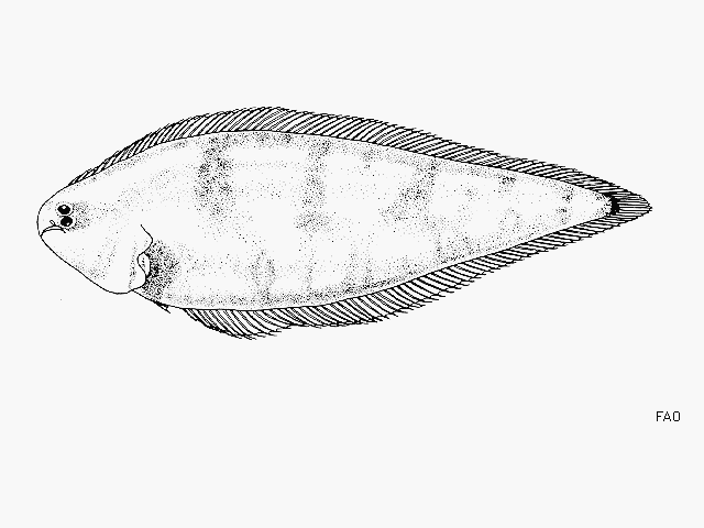 Symphurus gorgonae