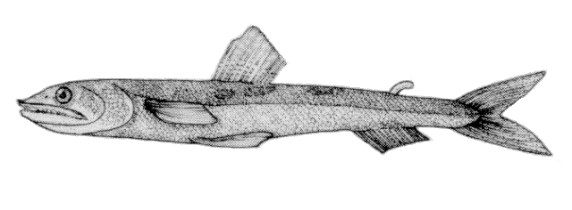 Synodus lucioceps