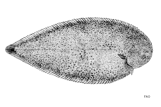 Dagetichthys marginatus