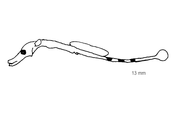 Syngnathus rostellatus