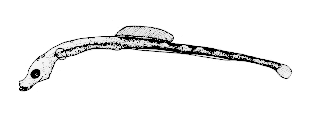 Syngnathus schlegeli