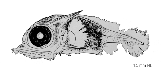Tetrapturus angustirostris
