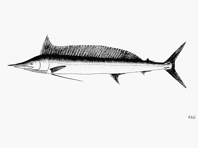 Shortbill spearfish