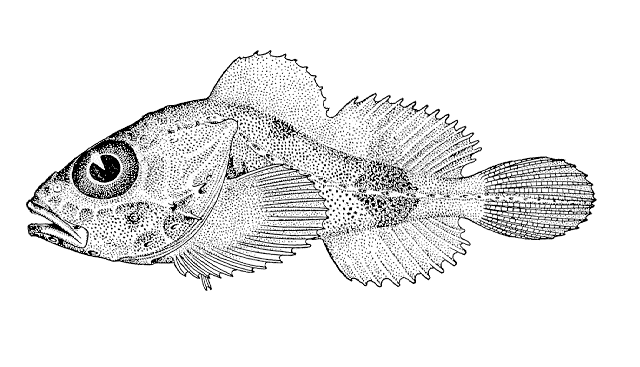 Malacocottus aleuticus