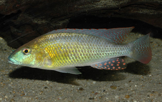 Thoracochromis buysi
